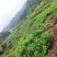 湖南湘西藤茶产地永顺莓茶百亩基地，自产自销