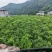 湖南湘西藤茶产地永顺莓茶百亩基地，自产自销