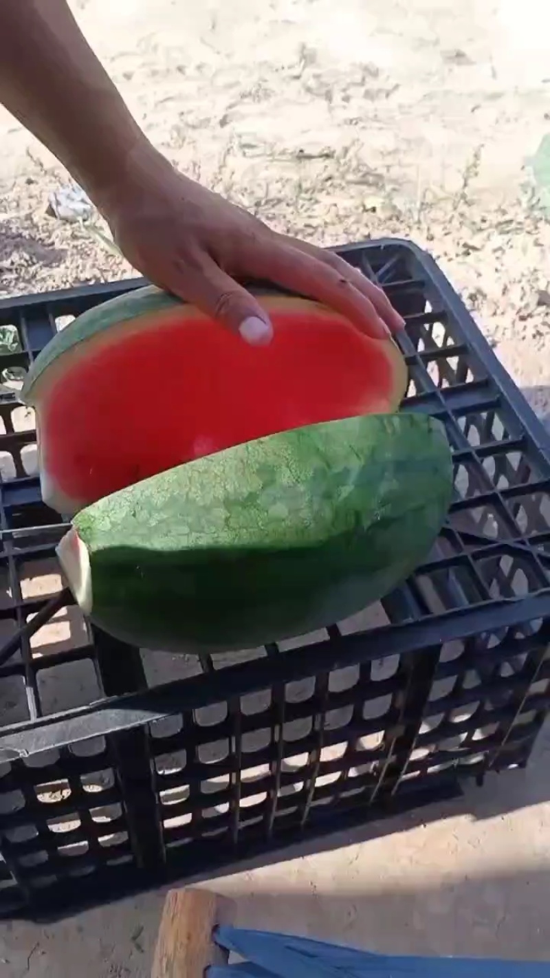黄河滩大西瓜。