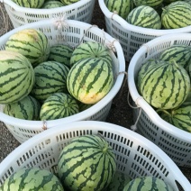 高糖美都无籽麒麟西瓜，江西黎川大棚西瓜直撸苗含糖12十