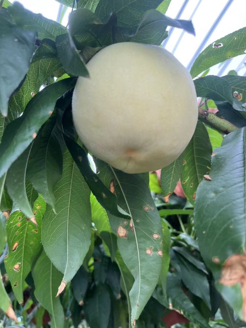 桃蜜桃突围沙红白凤产地直发一手货源品质好