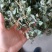 金钱草