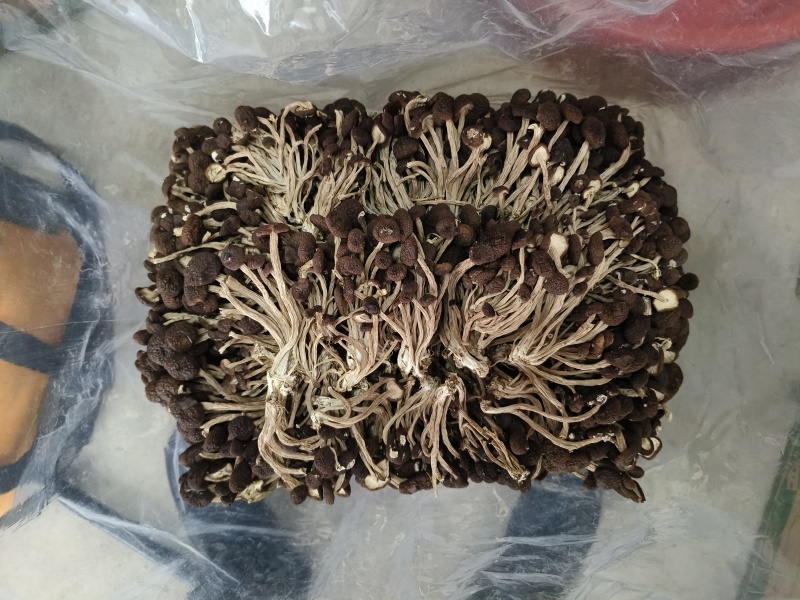 江西广昌茶树菇精品5号茶树菇茶薪菇干货食用菌