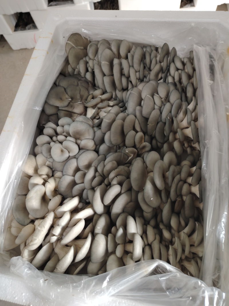 新鲜平菇三元/斤
