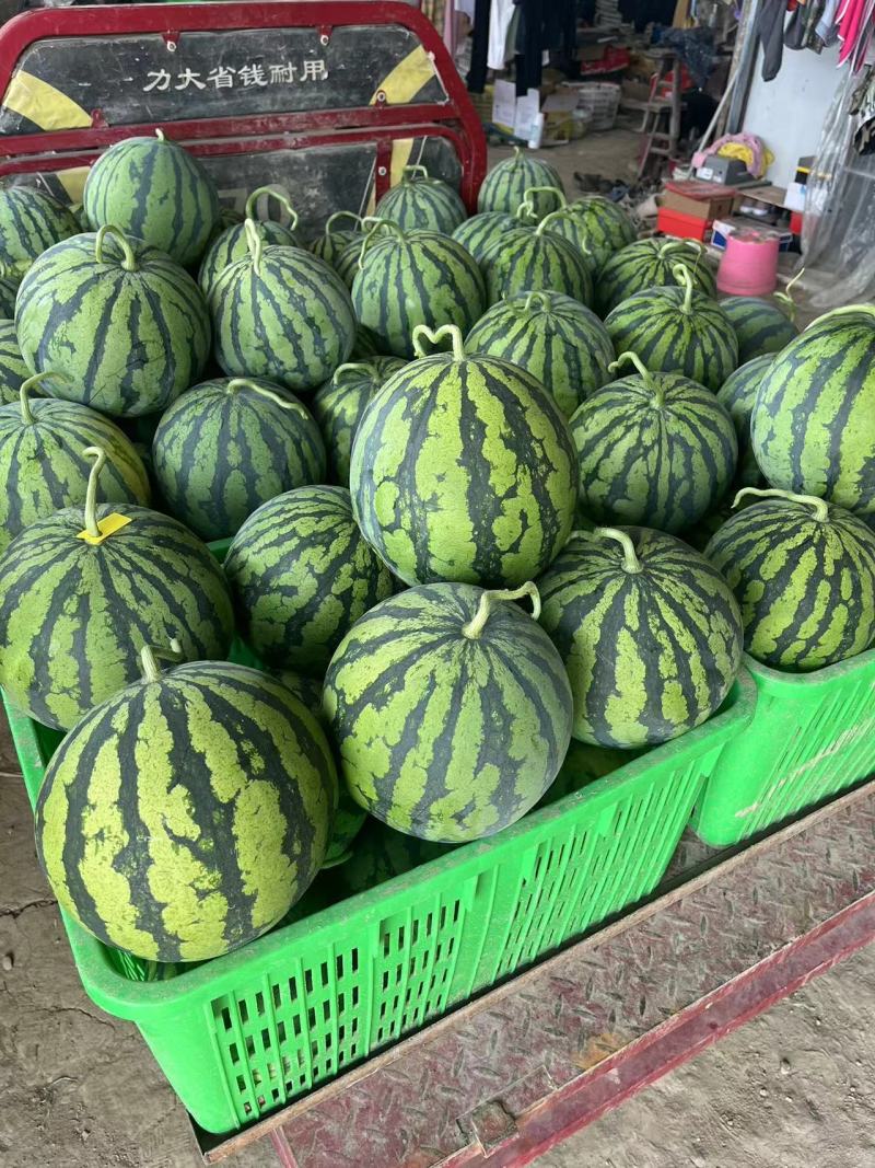 【推荐】精品美都、甜王西瓜大量上市物美价廉欢迎洽谈