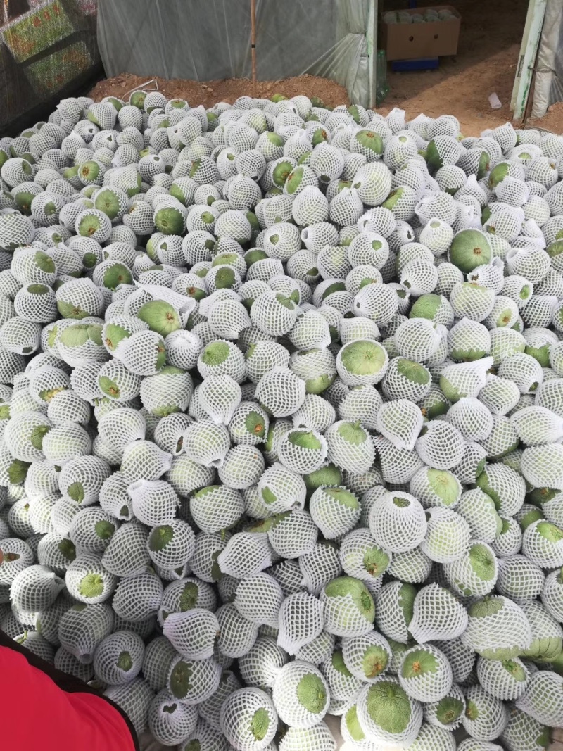 博洋九，绿博特甜瓜