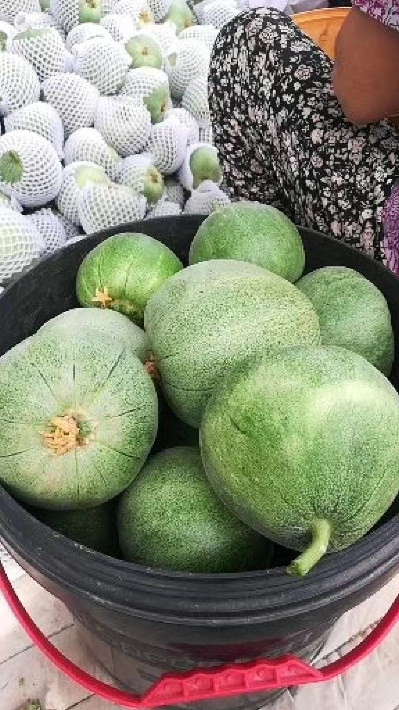 博洋九，绿博特甜瓜