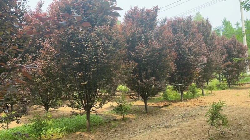 紫叶李—山东基地大批量清地处理，低价抛售欢迎老板砸单
