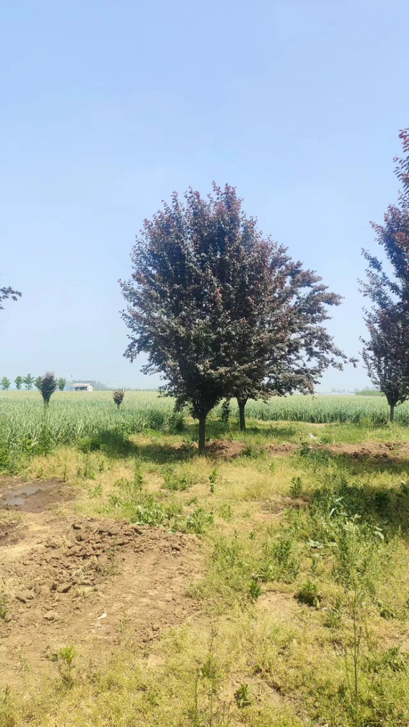 紫叶李—山东基地大批量清地处理，低价抛售欢迎老板砸单