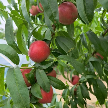 陕西珍珠油桃，红皮黄肉，一件代发