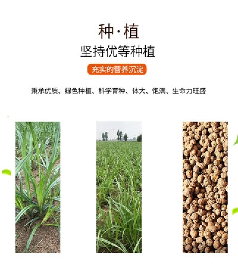 （精品2kg）优之犁脱皮油莎豆，营养丰富，自然香甜。