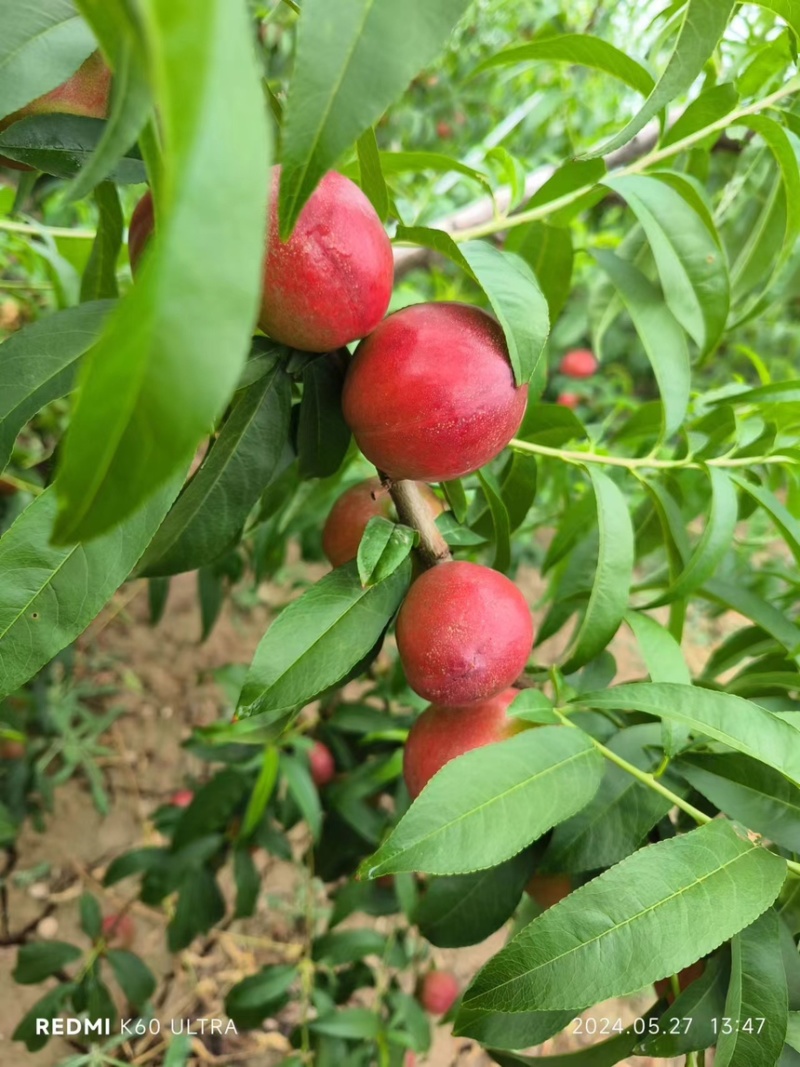 陕西珍珠油桃，红皮黄肉，一件代发