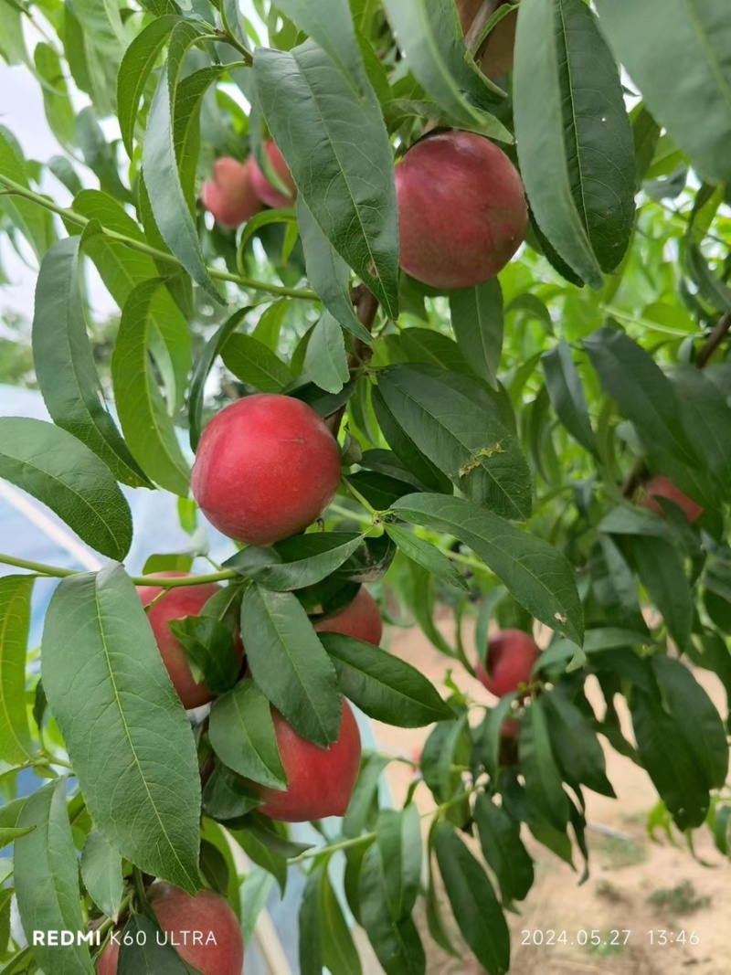 陕西珍珠油桃，红皮黄肉，一件代发