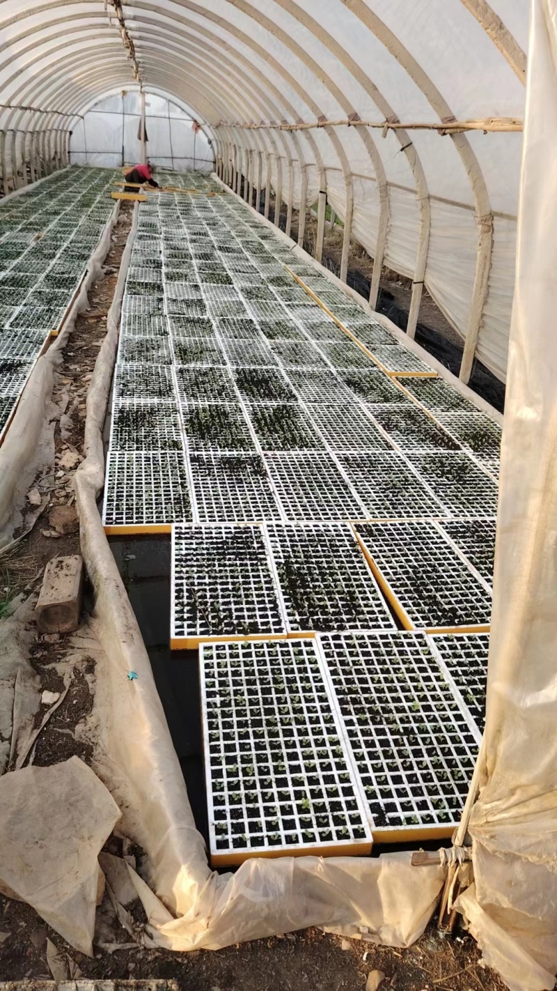 精品意大利生菜苗货源充足量大从优质量保证欢迎咨询