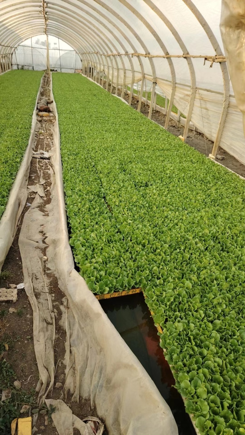 精品意大利生菜苗货源充足量大从优质量保证欢迎咨询