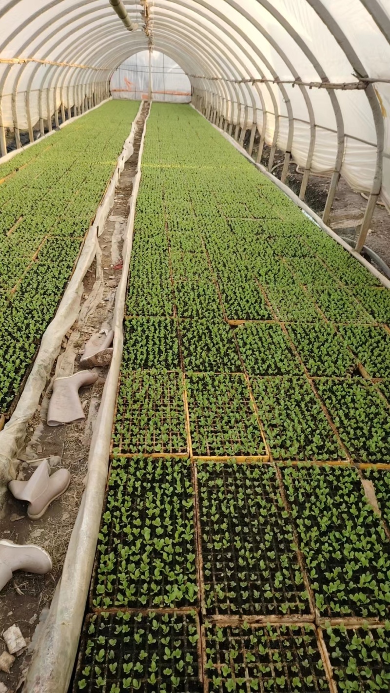 精品意大利生菜苗货源充足量大从优质量保证欢迎咨询