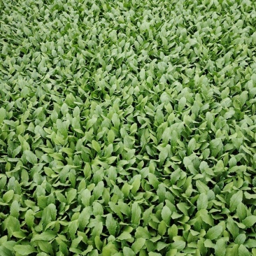精品油麦菜苗货源充足量大从优质量保证欢迎咨询