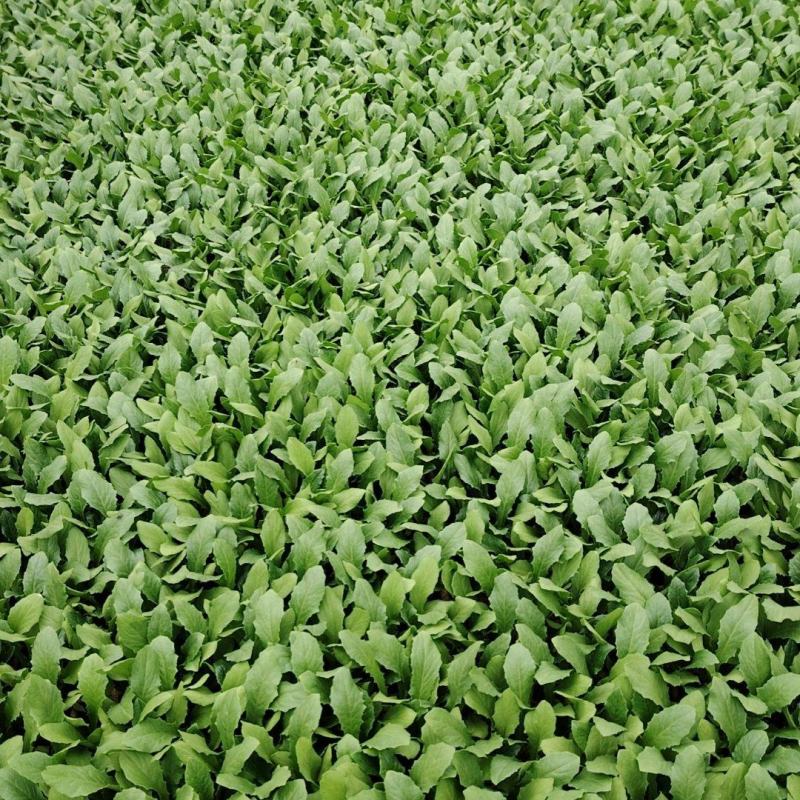 精品油麦菜苗货源充足量大从优质量保证欢迎咨询