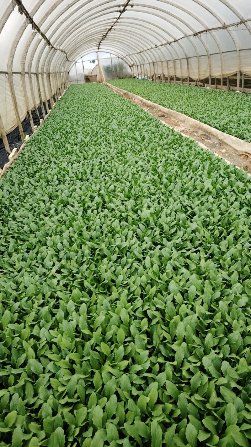 精品油麦菜苗货源充足量大从优质量保证欢迎咨询