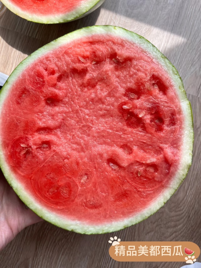 【精品麒麟美都西瓜🍉】产地直供，一手货源，欢迎咨询订购