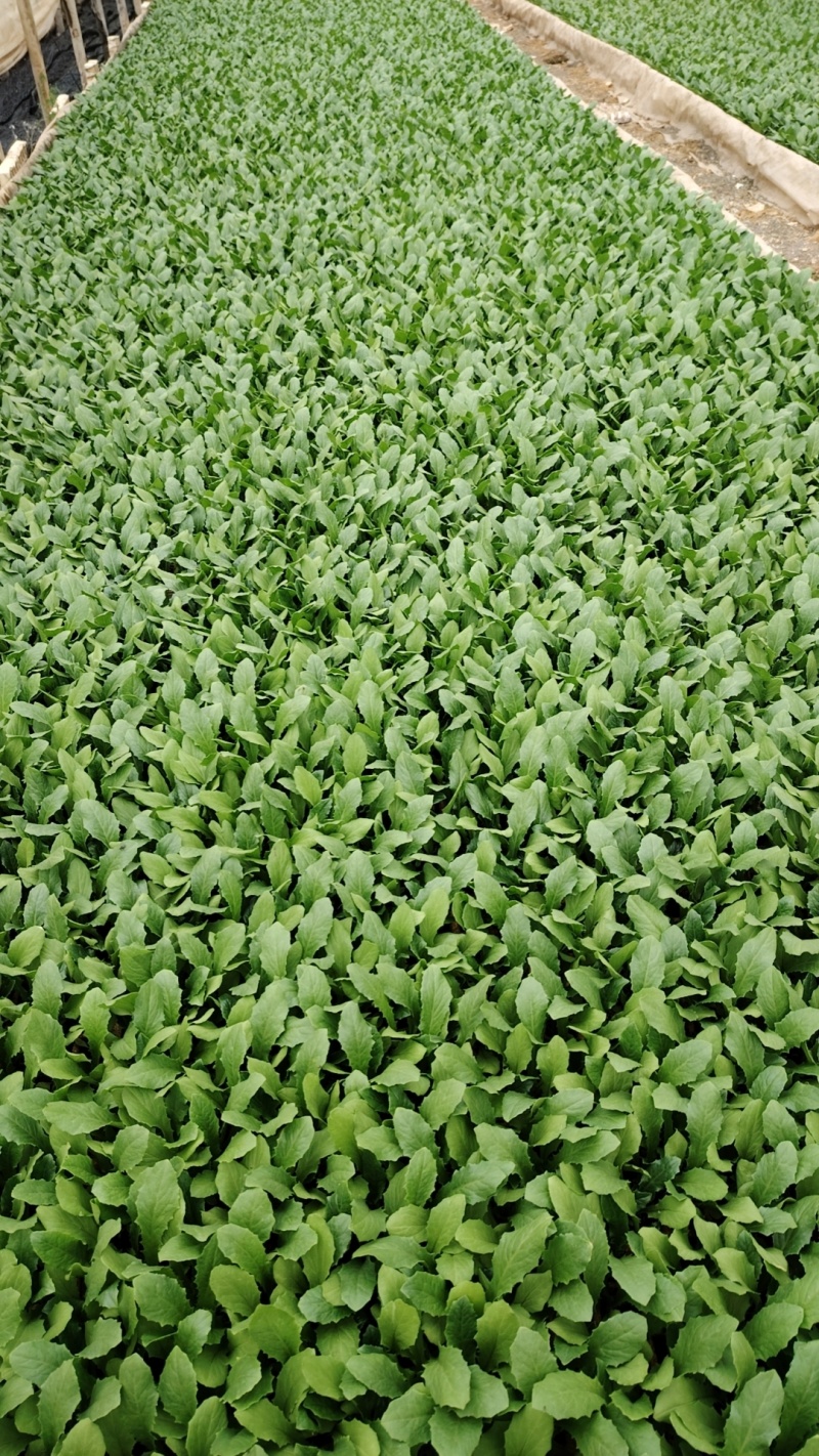 精品油麦菜苗货源充足量大从优质量保证欢迎咨询