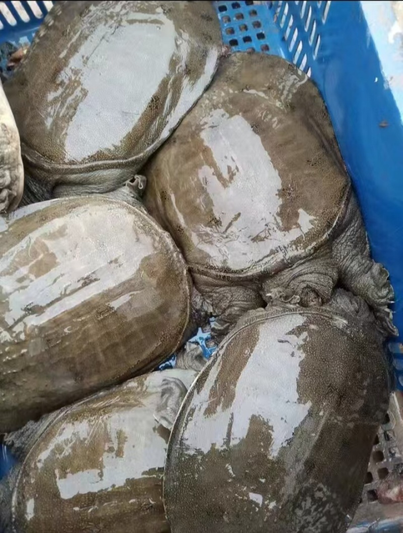 黄沙鳖，圆边黑花货源充足品质高价格美欢迎大家前来
