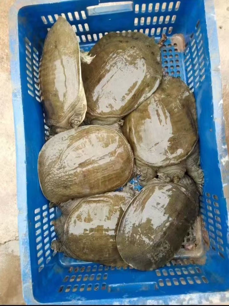 黄沙鳖，圆边黑花货源充足品质高价格美欢迎大家前来