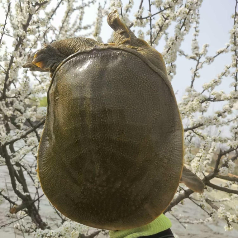 黄沙鳖，圆边黑花货源充足品质高价格美欢迎大家前来