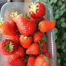 大棚草莓国庆节上市