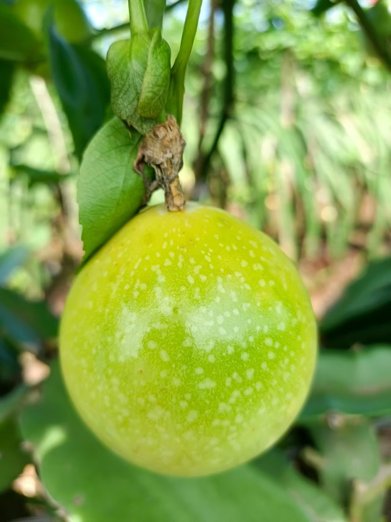 百香果钦蜜九号