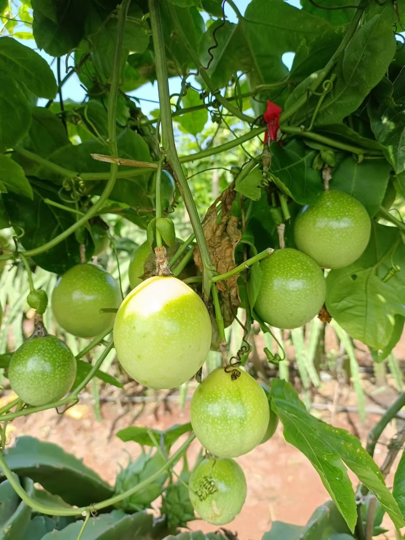 百香果钦蜜九号