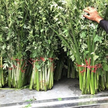 端午艾草