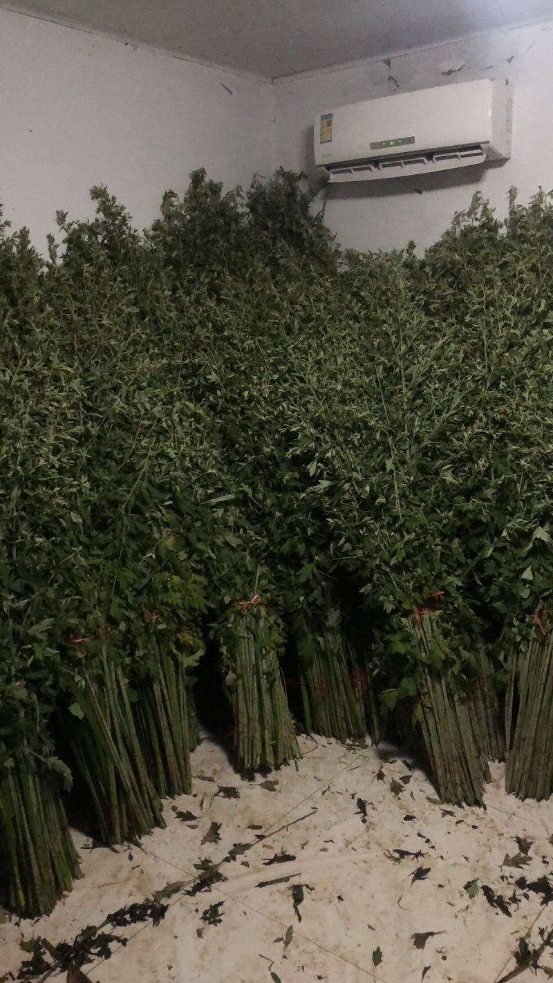 端午艾草