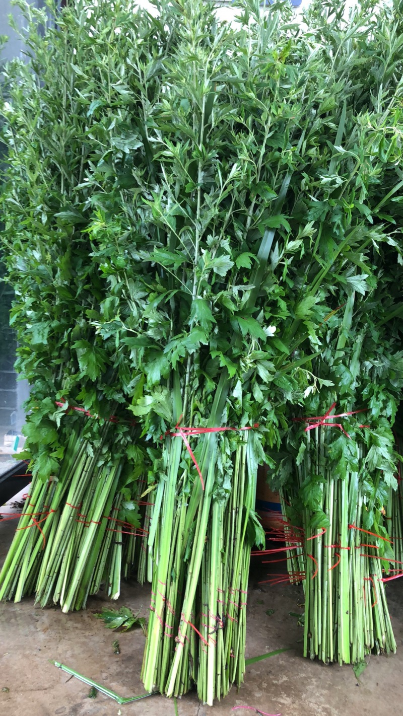 端午艾草