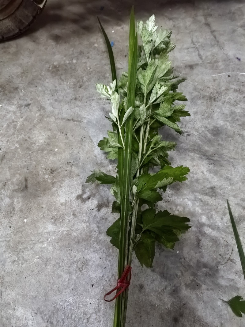 端午艾草