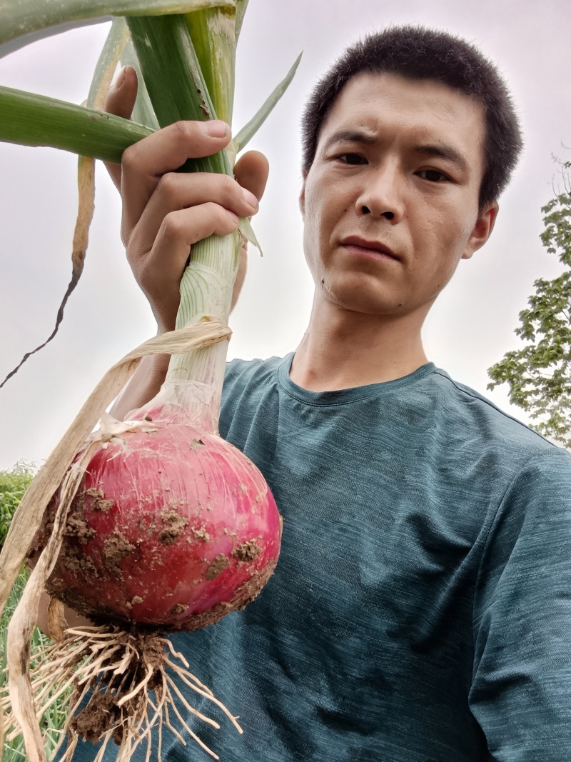 陕西省咸阳市乾县洋葱大量上市