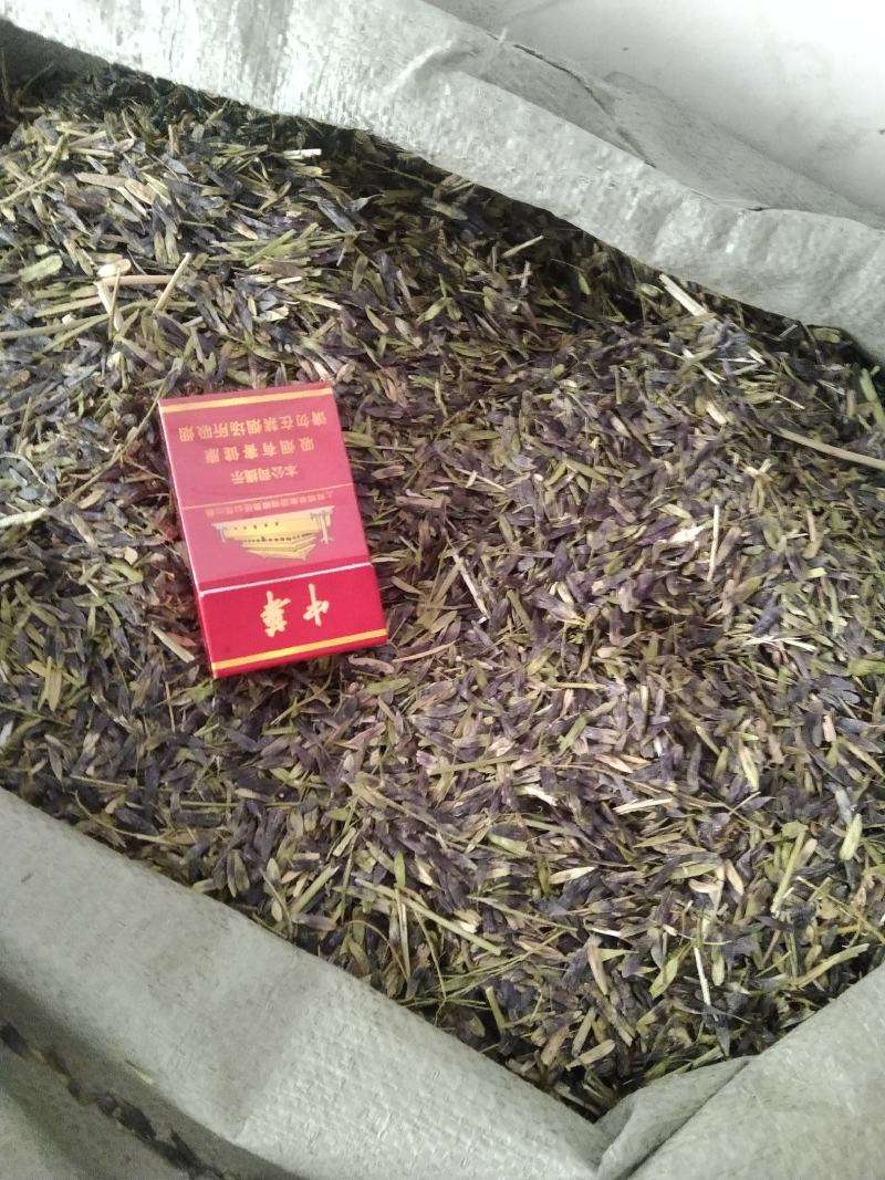 板蓝根种子