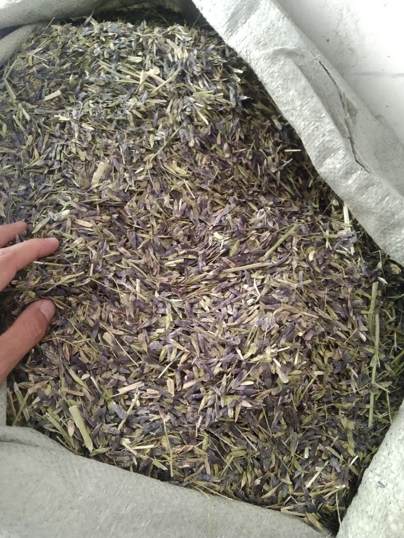 板蓝根种子