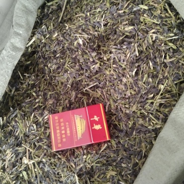 板蓝根种子