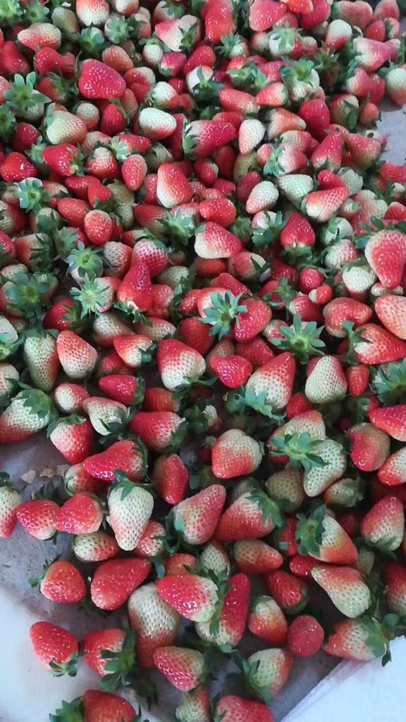 云南夏草莓新鲜草莓果园现摘现发立即尝鲜