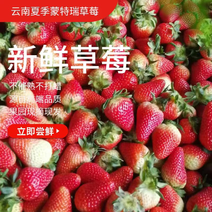 云南夏草莓新鲜草莓果园现摘现发立即尝鲜