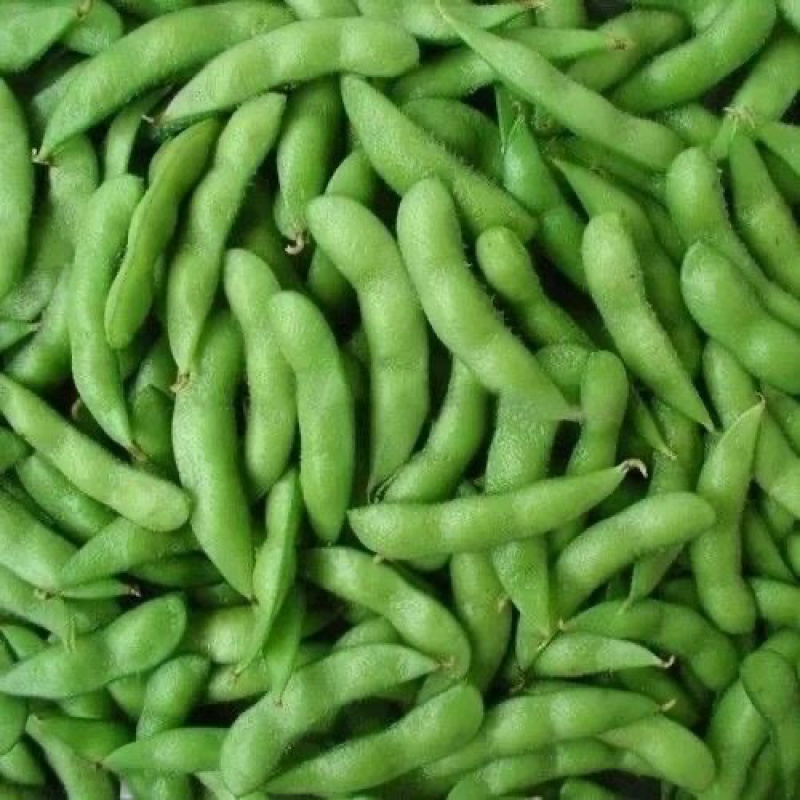 翠绿宝毛豆-基地直供-货源充足-保质保量-价格合理电联