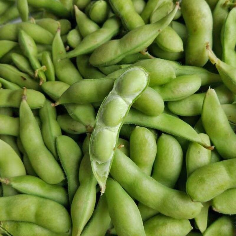 翠绿宝毛豆-基地直供-货源充足-保质保量-价格合理电联