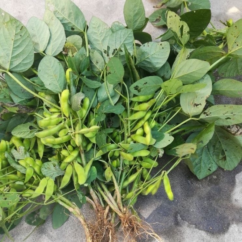 翠绿宝毛豆-基地直供-货源充足-保质保量-价格合理电联