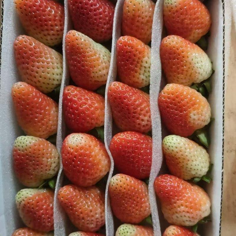 《精选》蒙特瑞草莓云南草莓奶茶店蛋糕店烘焙草莓