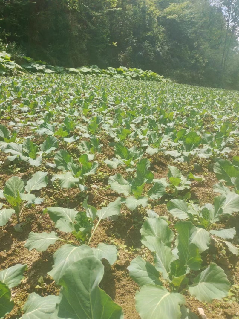 湖北恩施甘蓝-扁包菜平包菜规格齐全一手货源大量供货