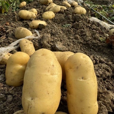 山东鲜土豆大量上市了，黄心荷兰十五土豆，v7土豆