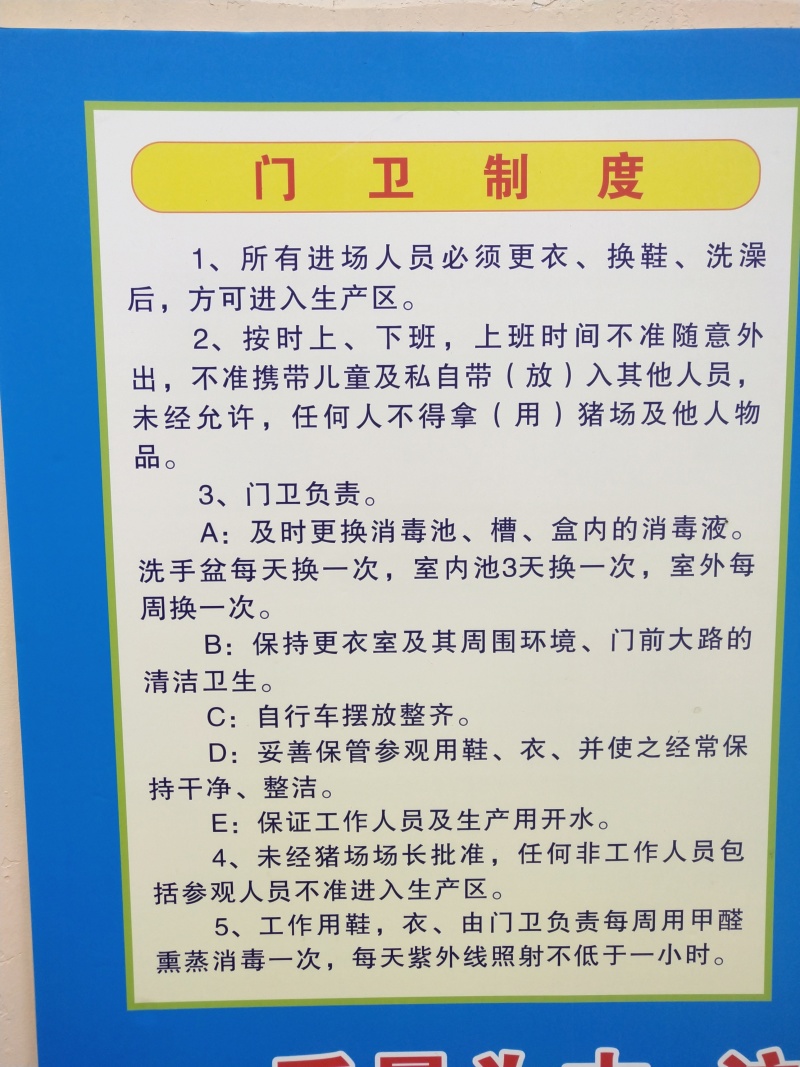 120斤代孕太湖母猪基地专车提供养殖技术