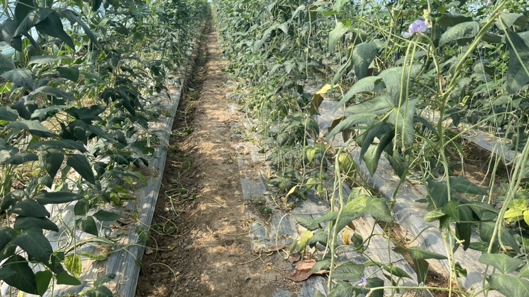紫色扁豆角种植田,阳光下的豆角藤蔓缠绕生长 紫色扁豆角种植田