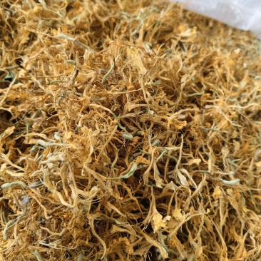 黄金银花厂家直发欢迎咨询合作量大价优